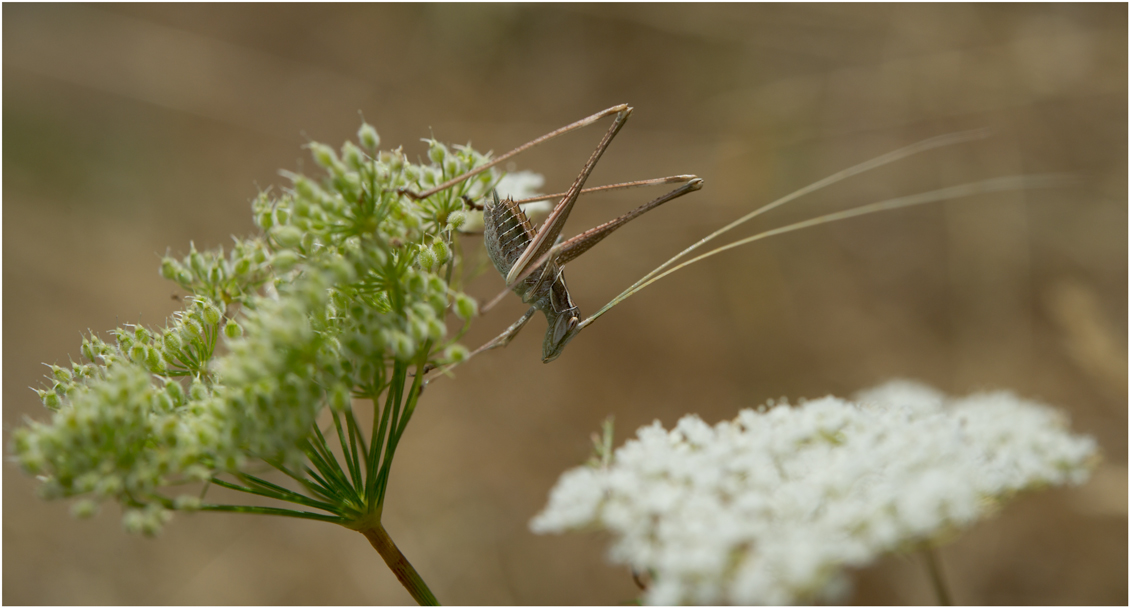 photo "***" tags: macro and close-up, nature, insect