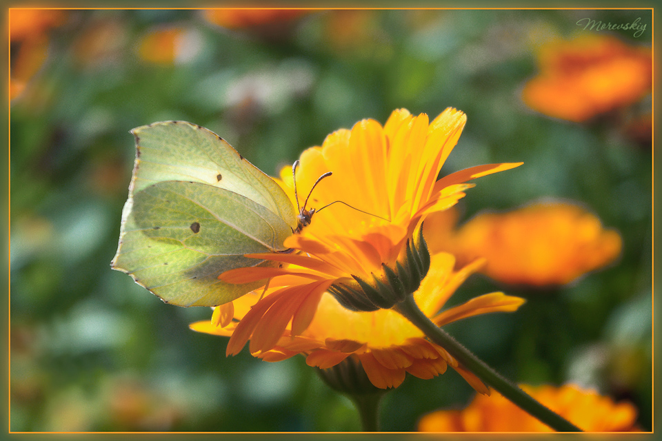 фото "***" метки: природа, насекомое