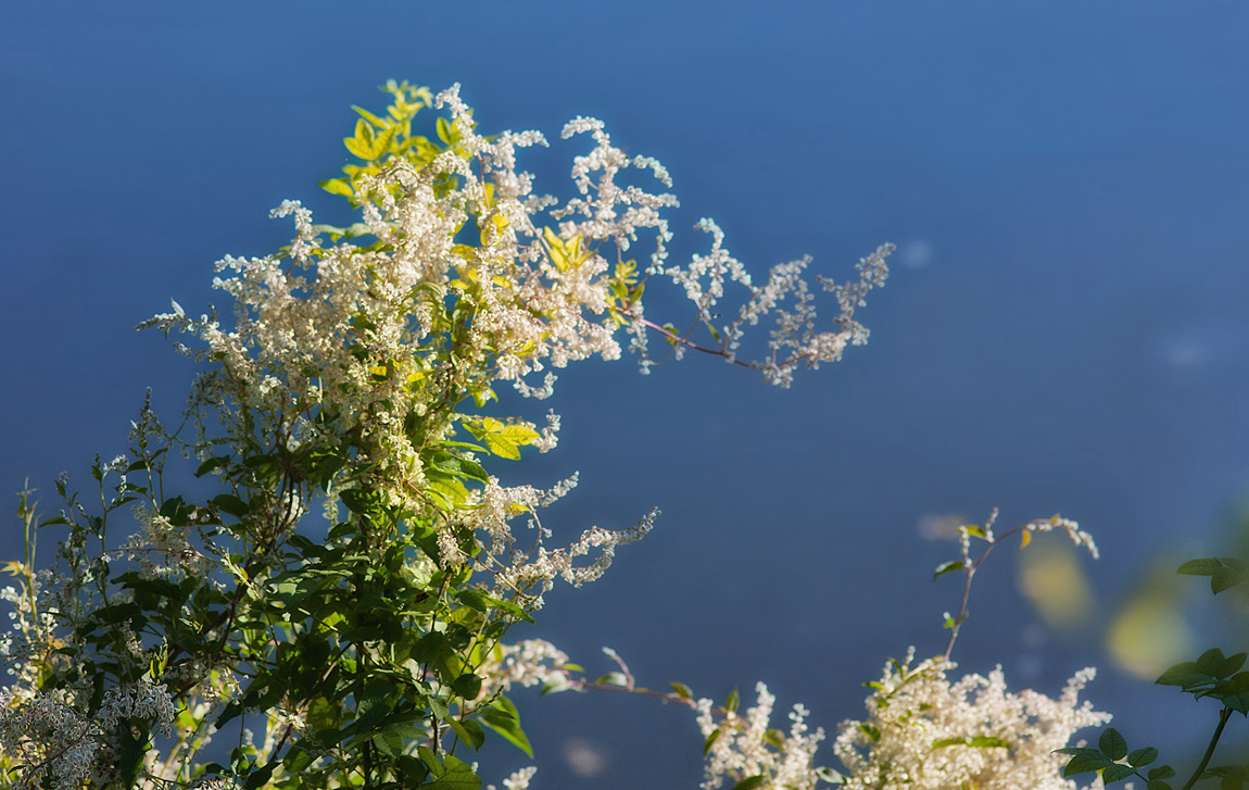 photo "Tenderness." tags: nature, landscape, flowers, water