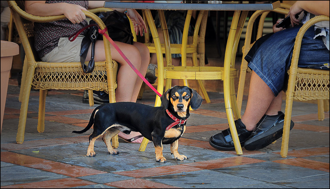 photo "Real bodyguard" tags: genre, nature, pets/farm animals