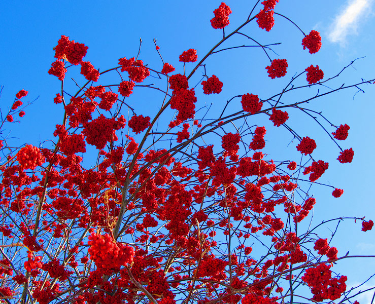 photo "***" tags: nature, flowers