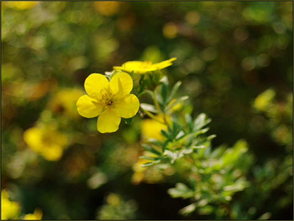 photo "Flower's Impressio" tags: nature, flowers