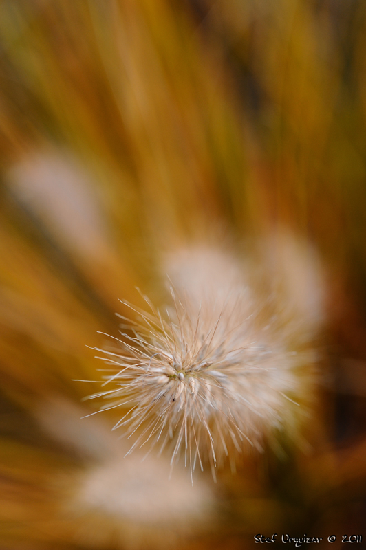 photo "Explosion" tags: nature, flowers