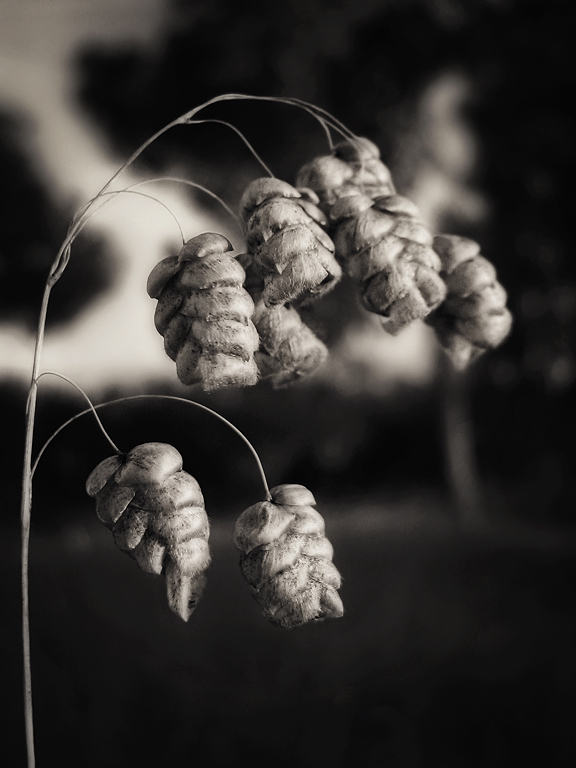 photo "Only" tags: nature, black&white, flowers