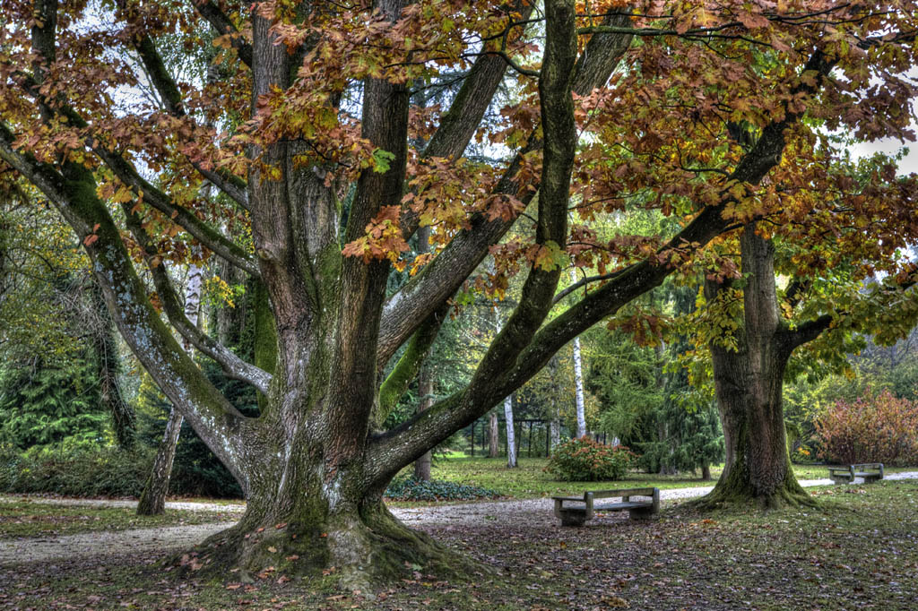 photo "Autumn in the park" tags: landscape, forest