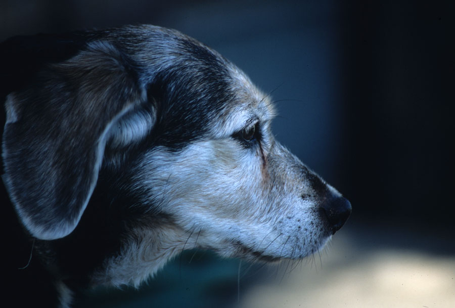 photo "'Lady'" tags: nature, pets/farm animals