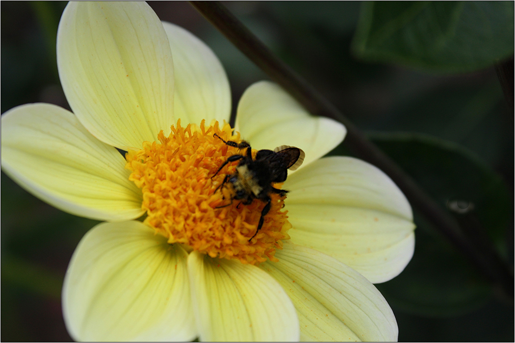 photo "***" tags: nature, flowers