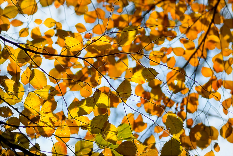 фото "Осени ажур" метки: пейзаж, фрагмент, осень