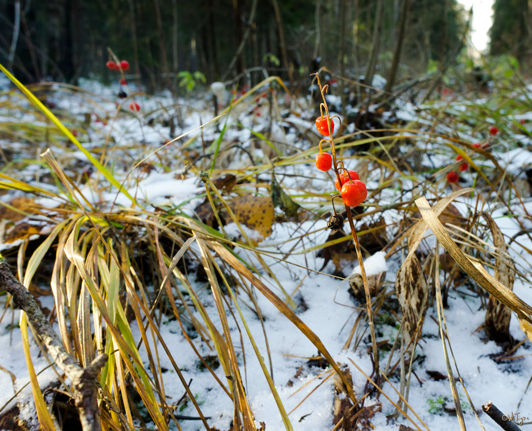 photo "Lily in the Snow" tags: nature, macro and close-up, flowers