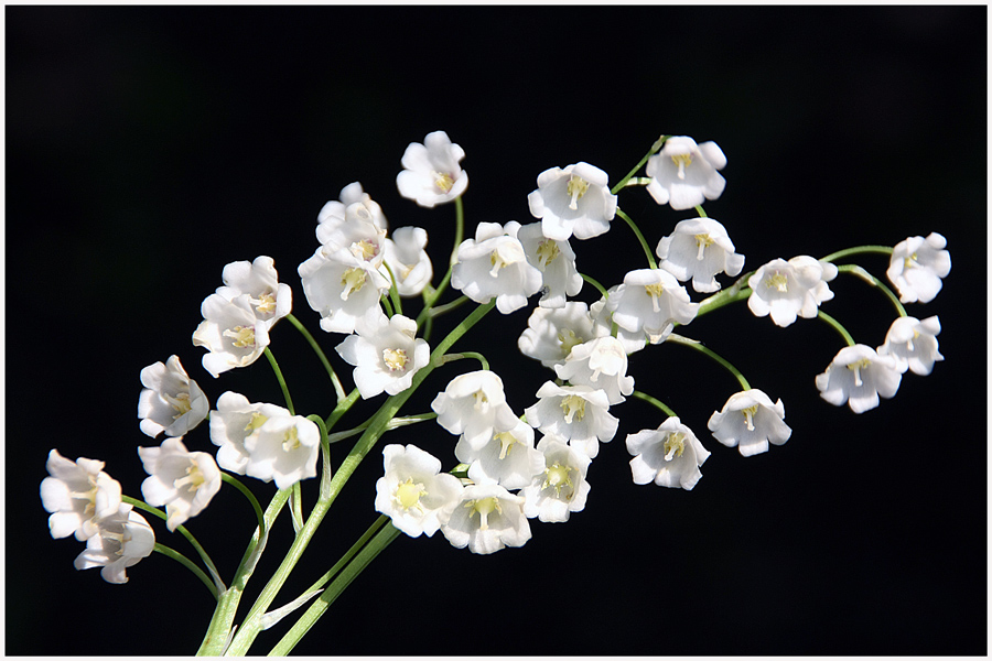 photo "Spring beauties" tags: nature, macro and close-up, flowers, spring