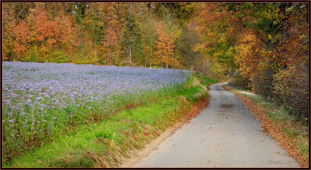 photo "***" tags: landscape, nature, autumn, flowers
