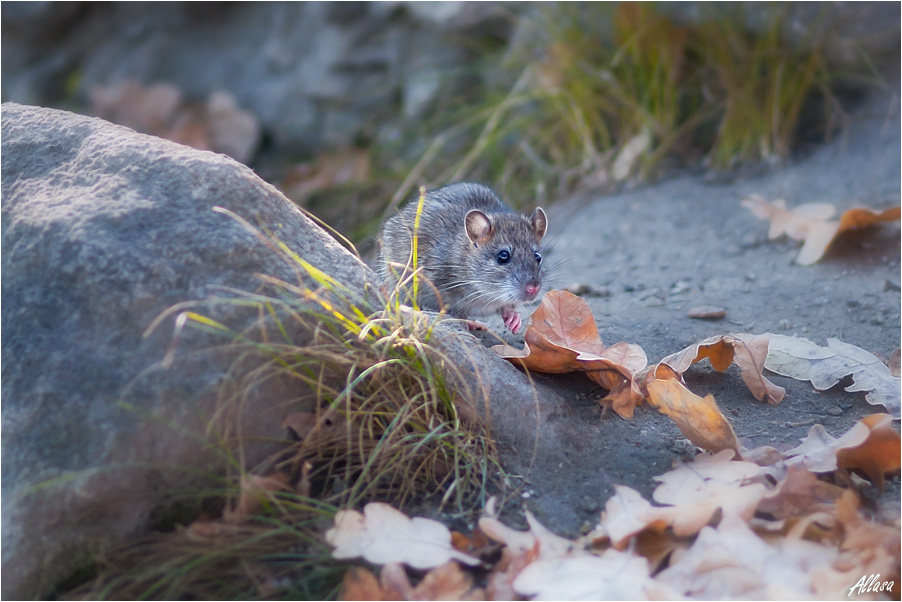 фото "Мышка-норушка" метки: природа, дикие животные