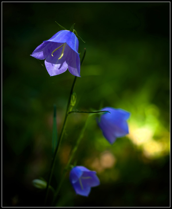 photo "***" tags: nature, flowers