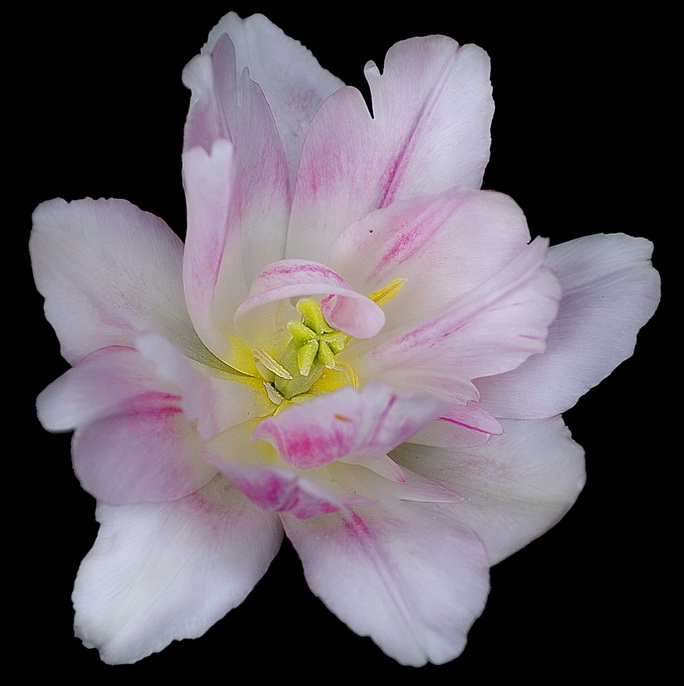 фото "Тюльпан (Tulip)" метки: природа, цветы