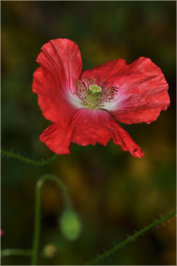 photo "***" tags: nature, macro and close-up, flowers