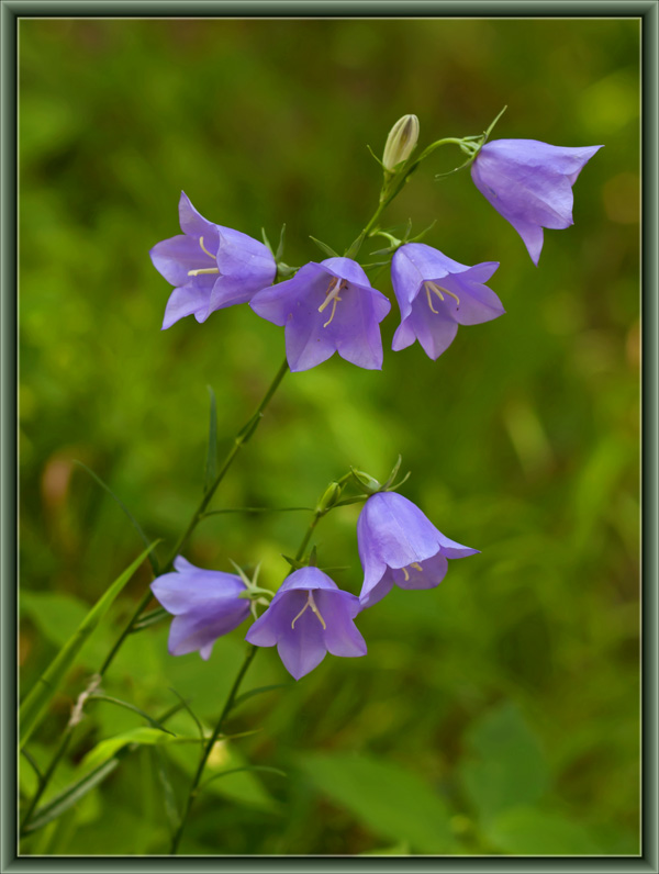 photo "***" tags: nature, flowers