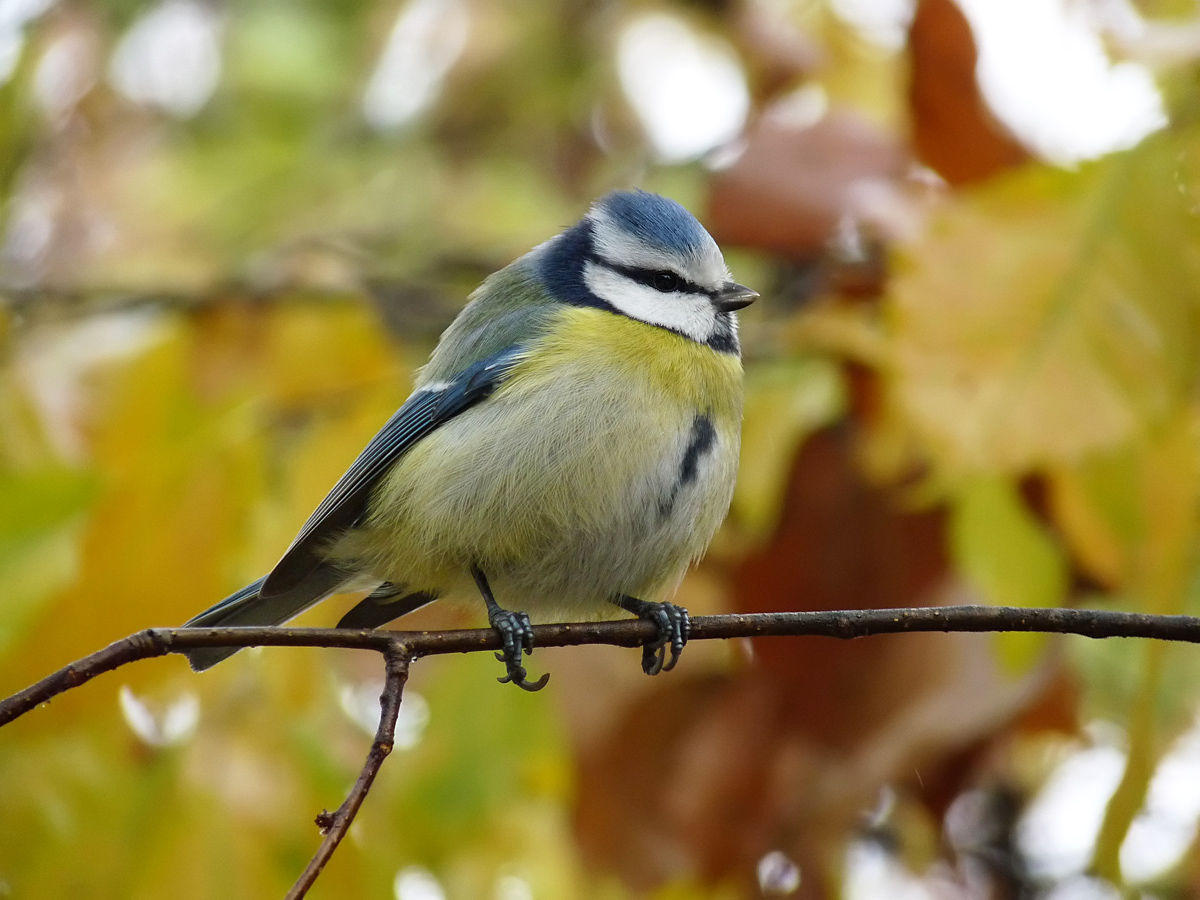 photo "***" tags: nature, wild animals