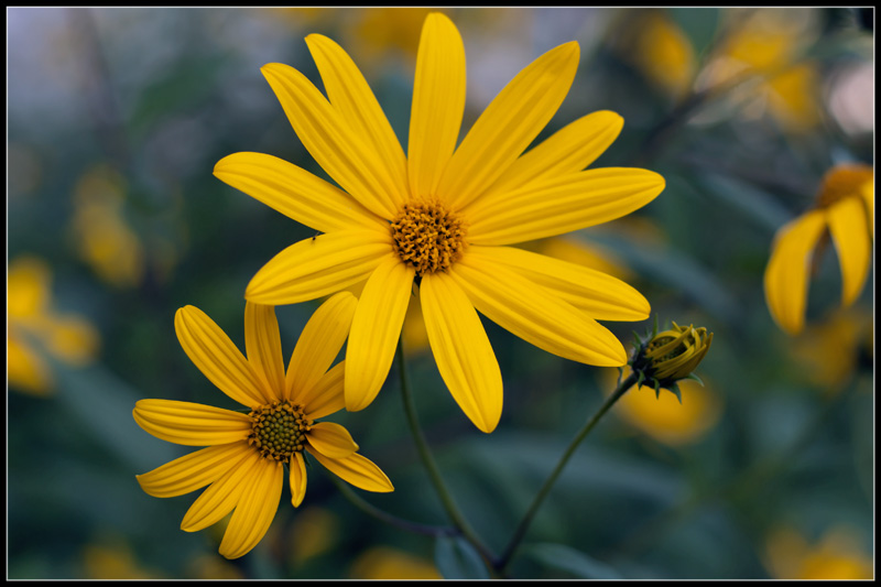 photo "***" tags: nature, flowers