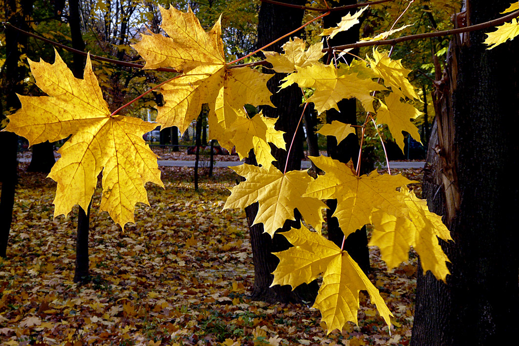 photo "Wings of Autumn" tags: landscape, autumn, leaves, park, tree