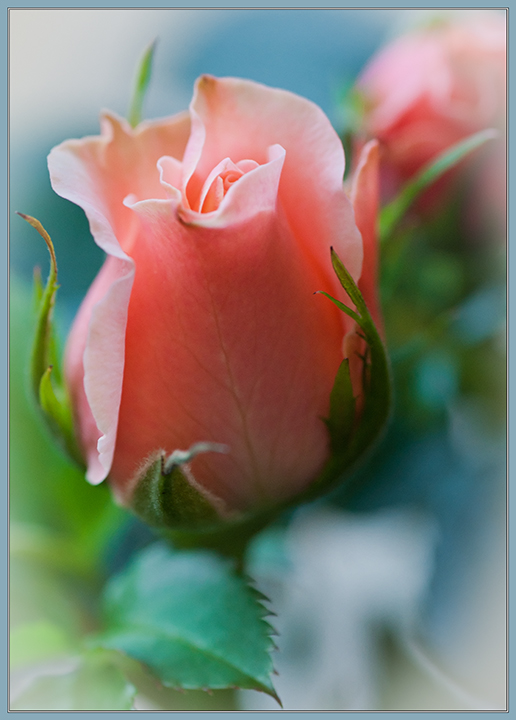 photo "***" tags: PF life, nature, flowers