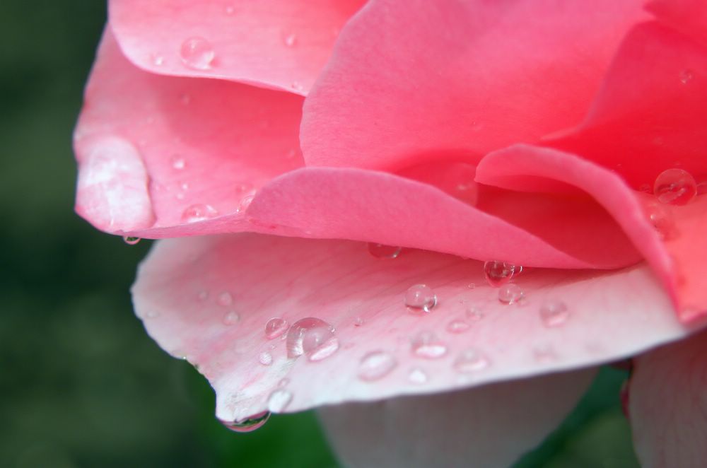 photo "***" tags: macro and close-up, nature, flowers