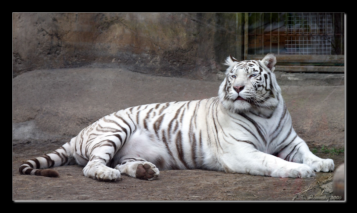 photo "Tiger! "I am watching you!" :)" tags: nature, humor, wild animals