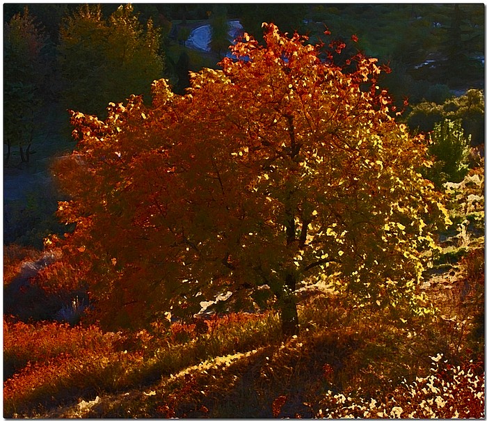 photo "Autumn Glen" tags: landscape, autumn