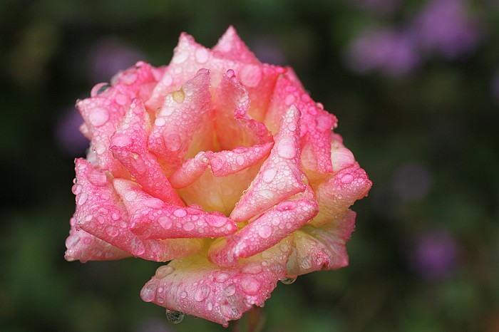 photo "Apres Shower" tags: nature, macro and close-up, flowers