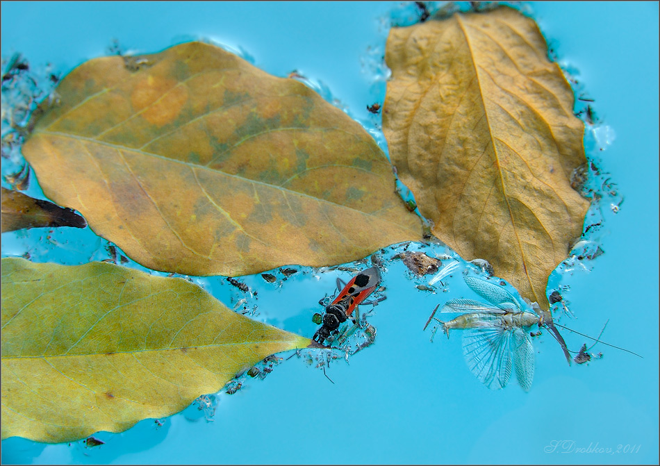 photo "Un otoño más" tags: nature, macro and close-up, 