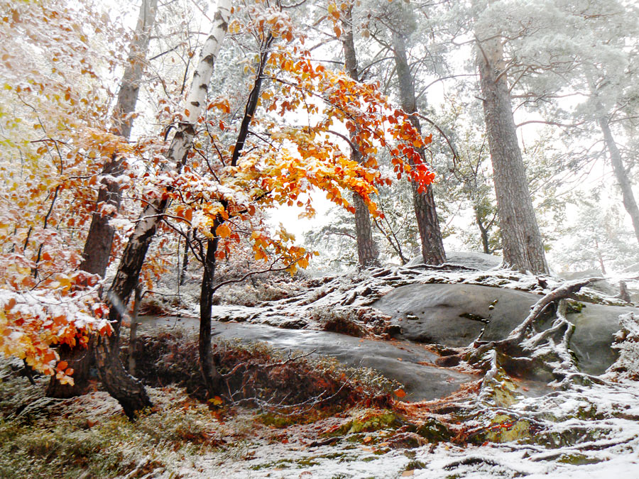 фото "Светлый пасмурный день" метки: пейзаж, лес, осень