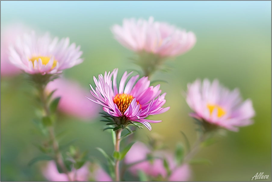 photo "***" tags: nature, flowers