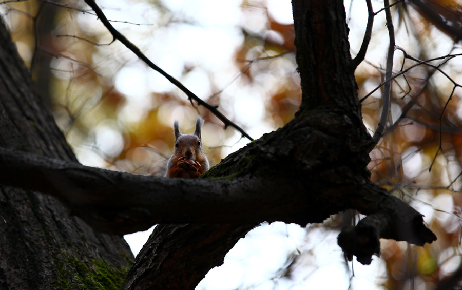 photo "***" tags: nature, pets/farm animals