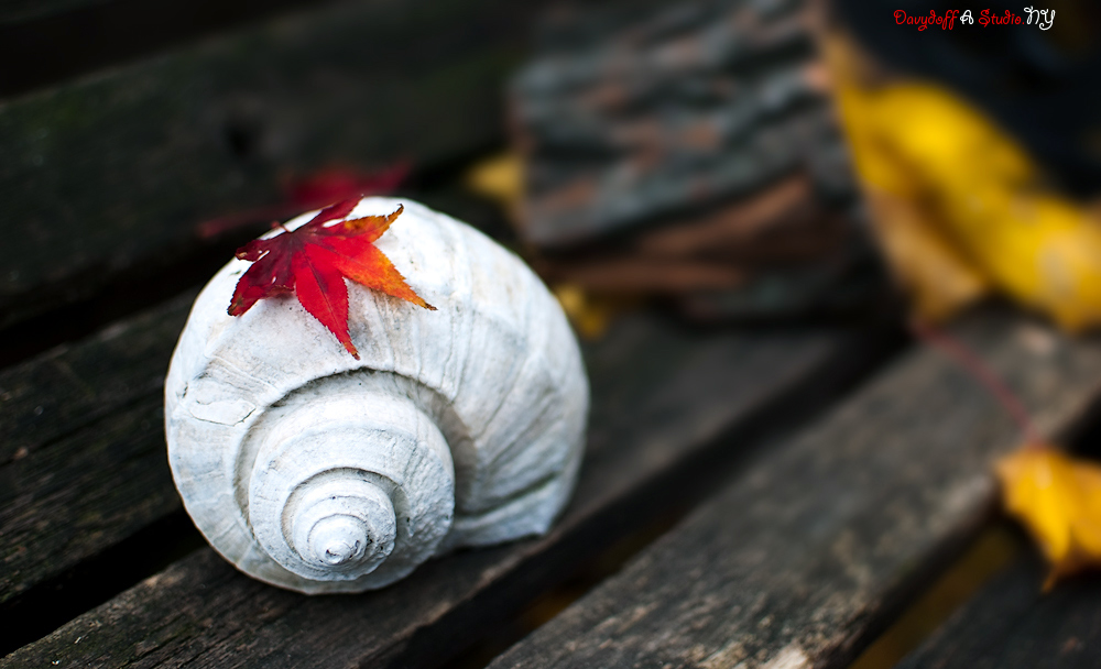 photo "***" tags: still life, nature, 