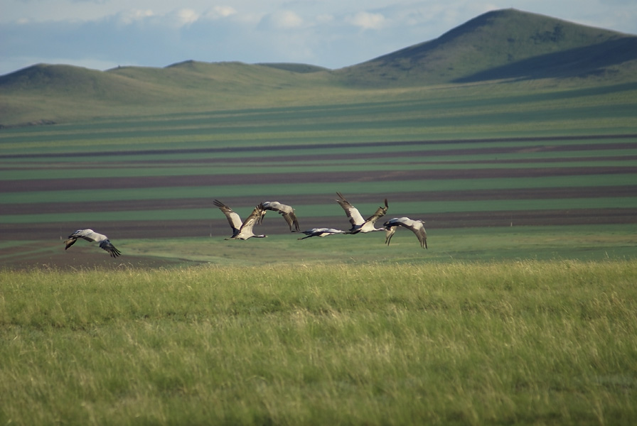 photo "***" tags: nature, wild animals