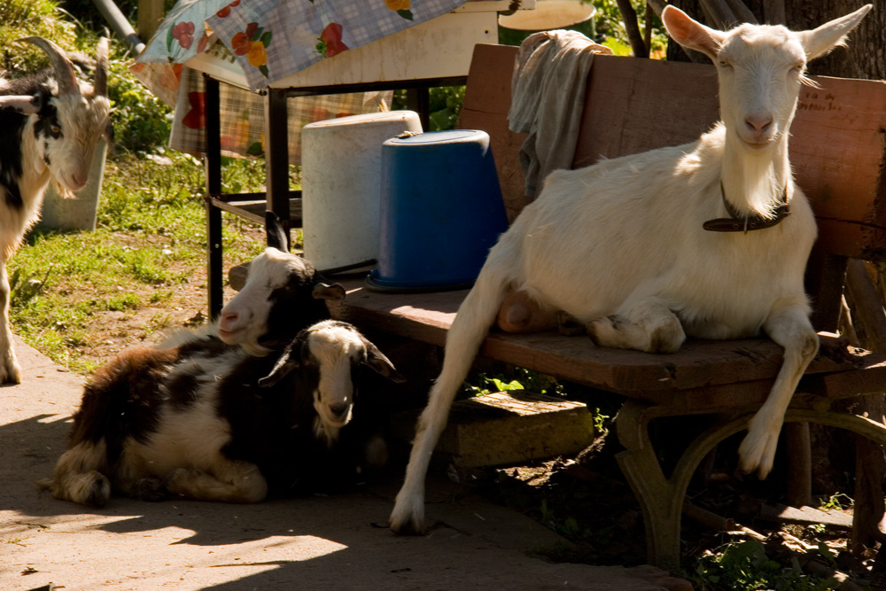 photo "Smile, Kate!" tags: nature, pets/farm animals