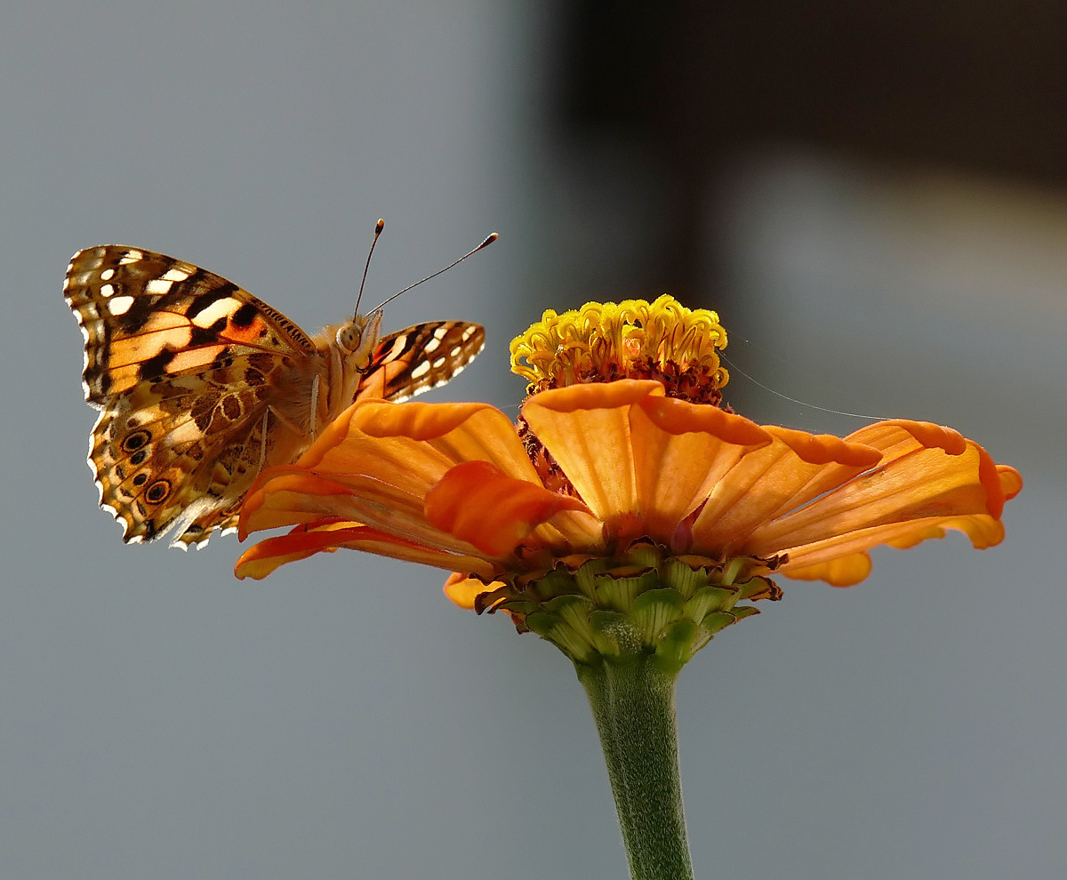 photo "***" tags: nature, insect