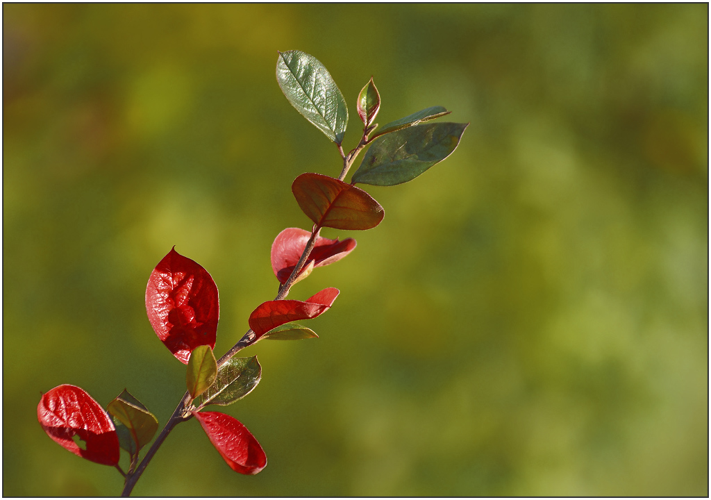 photo "***" tags: nature, flowers