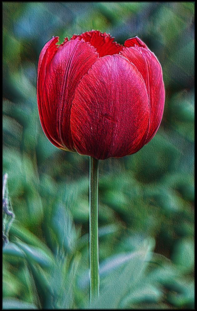 photo "***" tags: nature, flowers