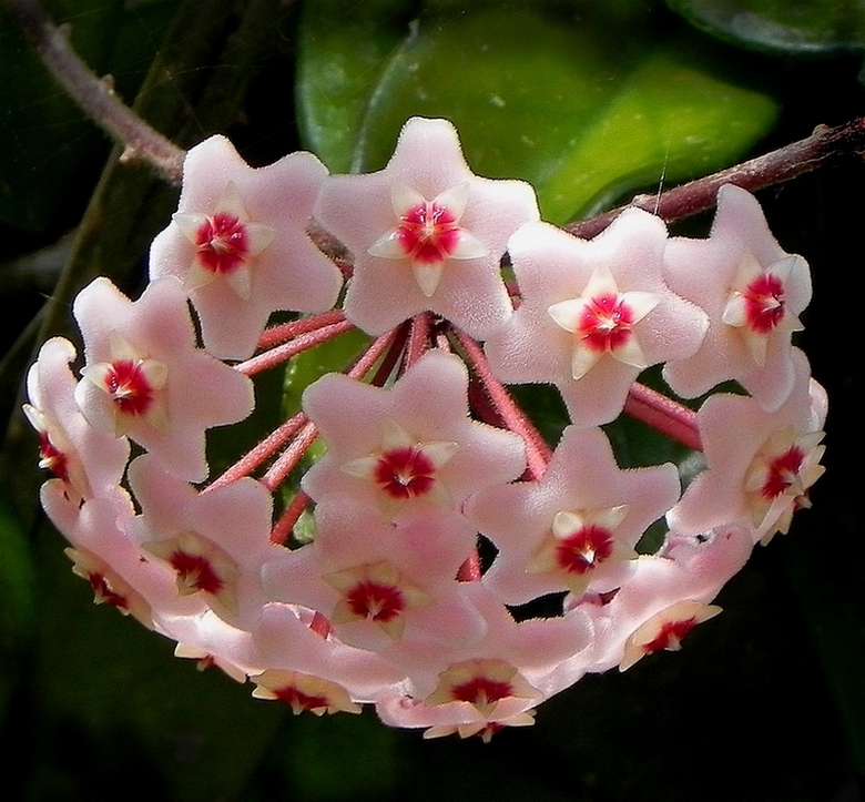 photo "***" tags: nature, macro and close-up, flowers