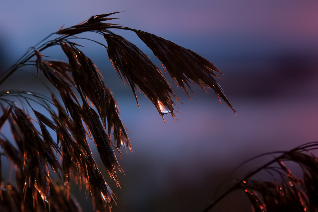 photo "Unfulfilled dreams" tags: macro and close-up, nature, autumn, sunrise, Приозерск