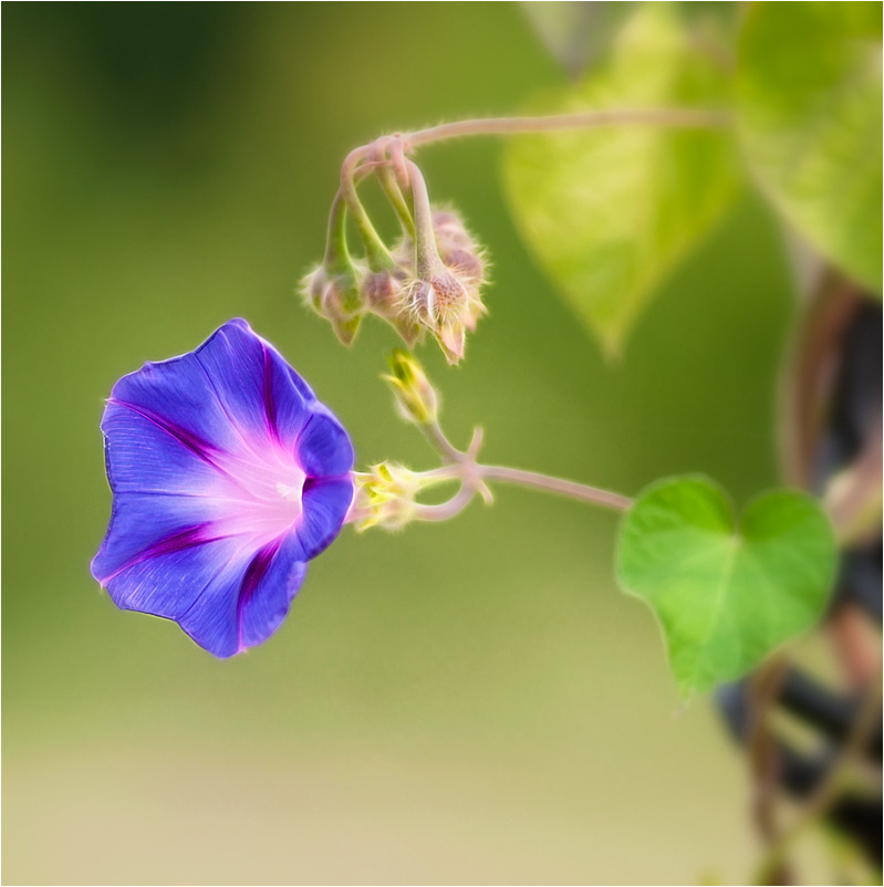 photo "***" tags: nature, flowers