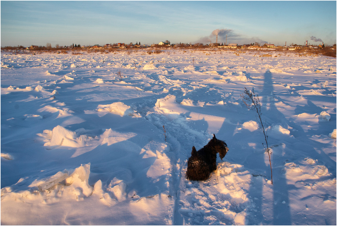 photo "***" tags: landscape, nature, pets/farm animals, winter