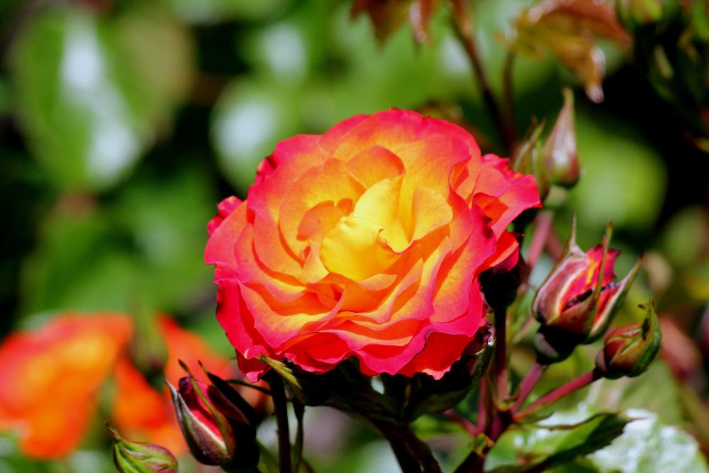 photo "A Summer Rose: (Anna Leese)." tags: nature, flowers