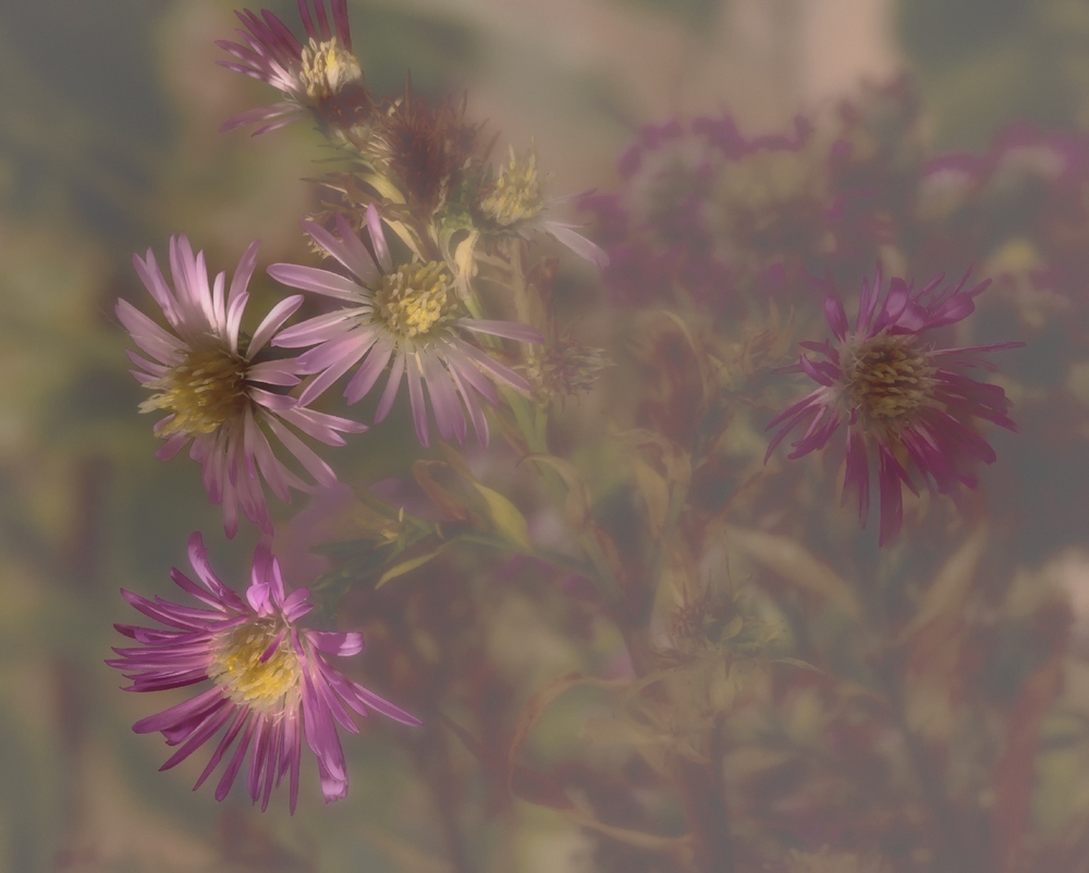 photo "***" tags: macro and close-up, nature, flowers