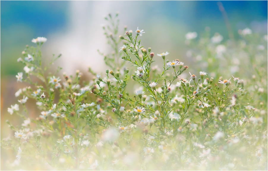 photo "***" tags: nature, flowers