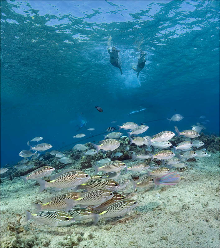 photo "Fans" tags: underwater, 