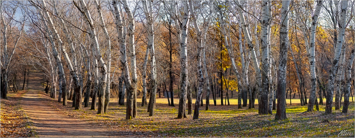 фото "Березовая роща" метки: пейзаж, панорама, осень