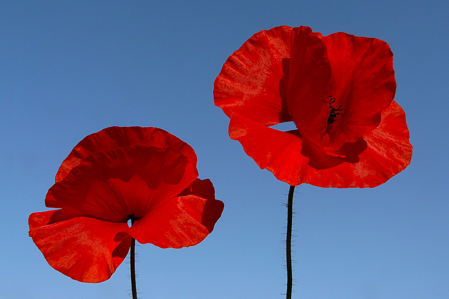 photo "Looking in the same direction" tags: nature, macro and close-up, flowers, sky, spring