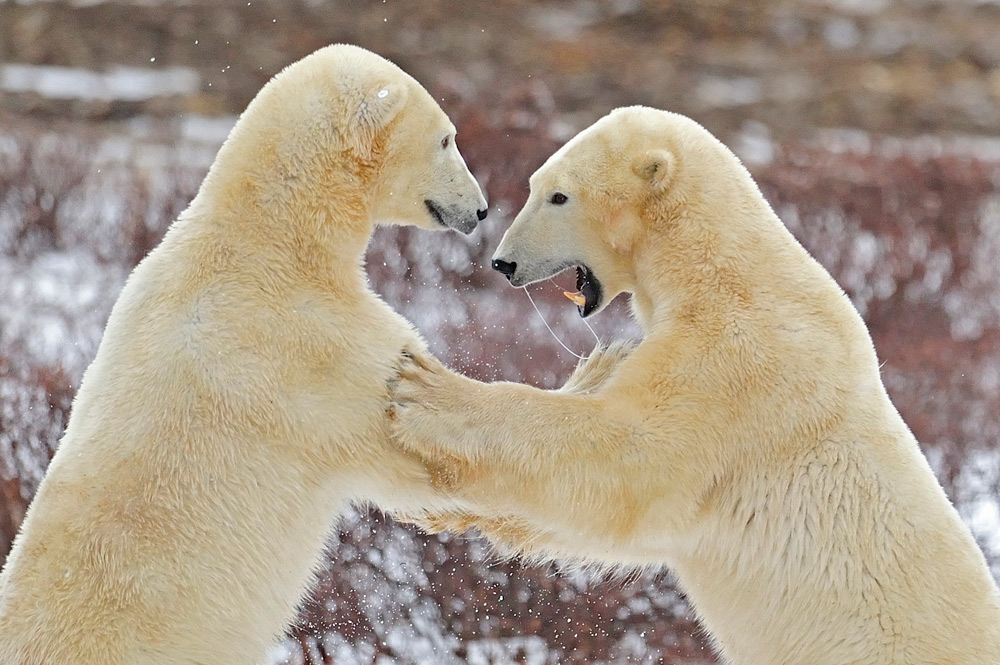 photo "***" tags: nature, wild animals