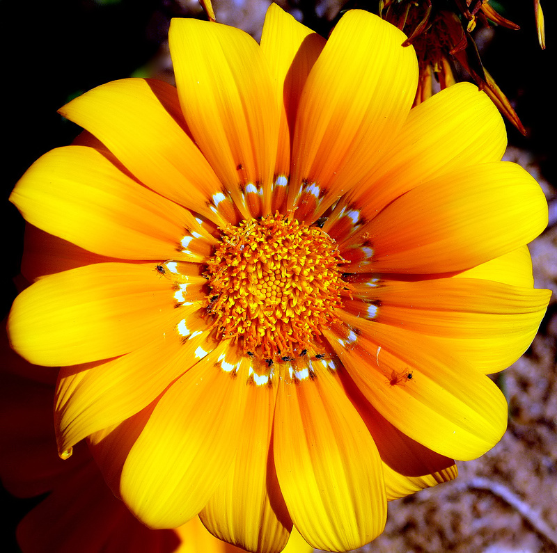 photo ""A VERY BEAUTIFUL YELLOW FLOWER... "" tags: nature, flowers